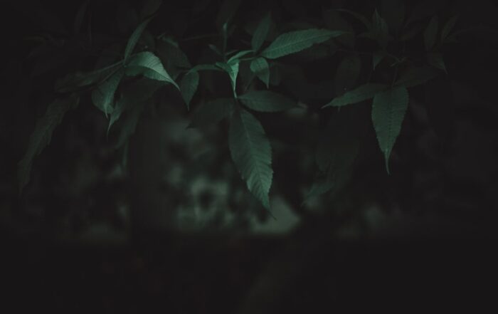 Dark green leaves in low light representing environmental stress and emotional weight linked to common causes of anxiety in Houston.